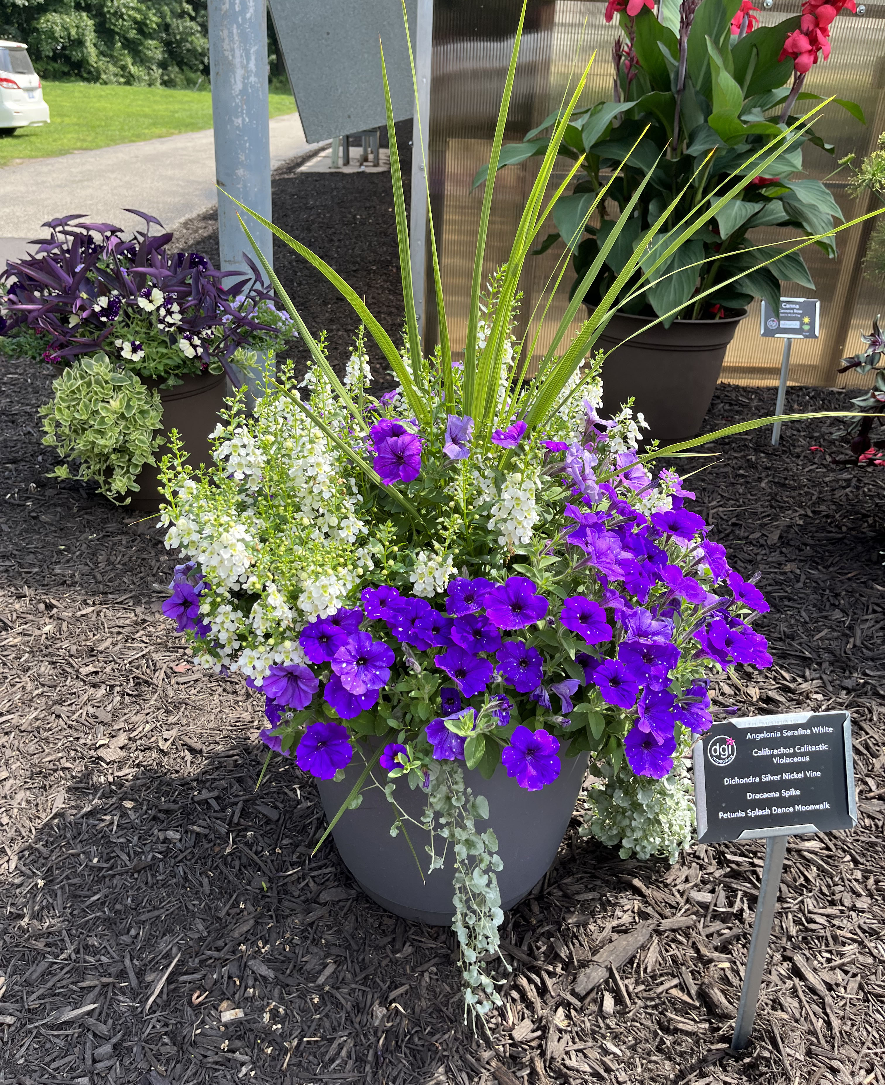 Blue, white and silver combination plants.